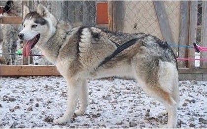 Photo of Chiliway's Freyja