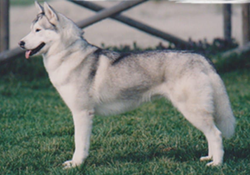 Photo of Apache Moonlite Serenade