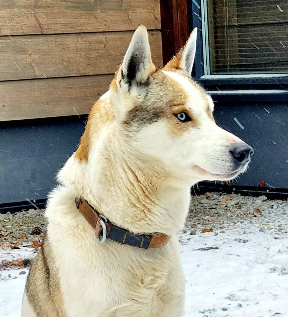 Photo of Lumikiisan Gamma Laikku