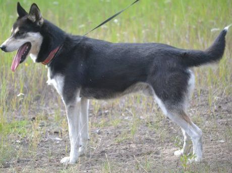 Photo of Siberian Sleddog’s Bering