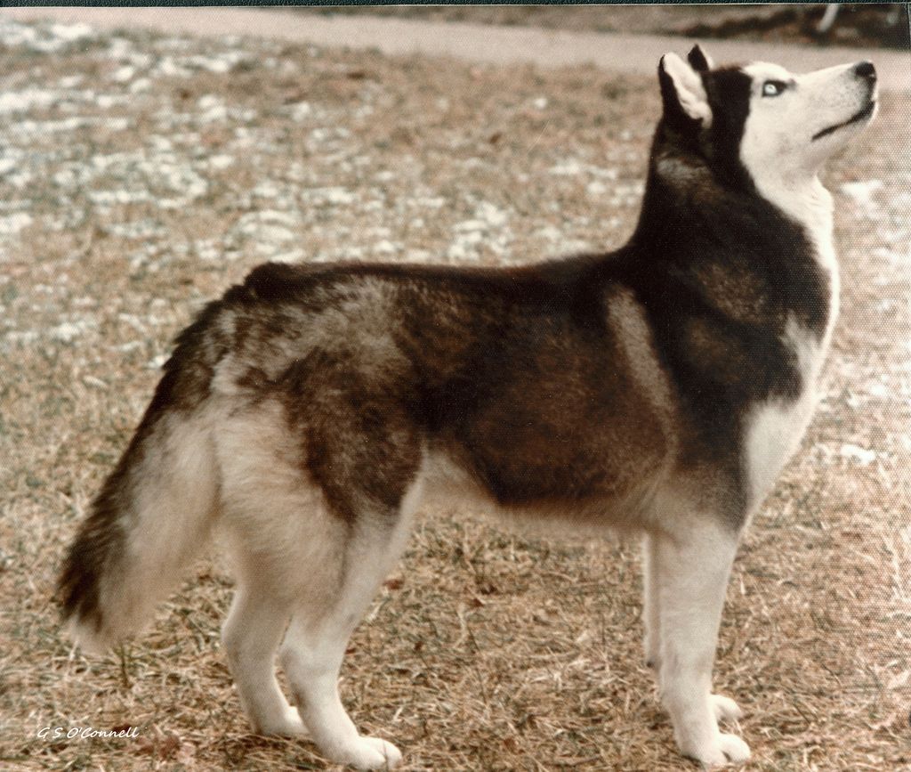 Photo of Weydig’s Angelique