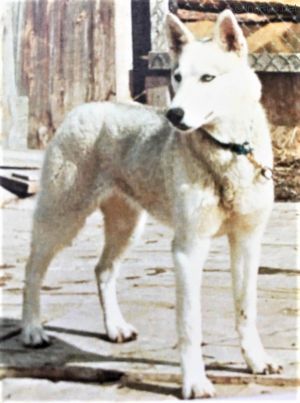 Photo of Rachel Of Sepp-Alta