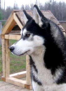 Photo of Kortar’s Krystal Karriage