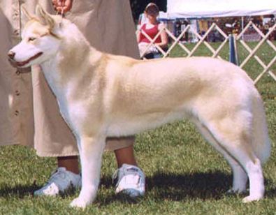 Photo of Kossok’s She’s Snow Blonde