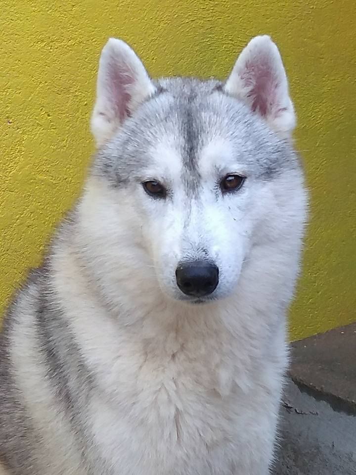 Photo of Romansky Gray Wolf