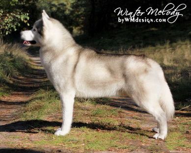 Photo of Winterfrost’s Pegaso