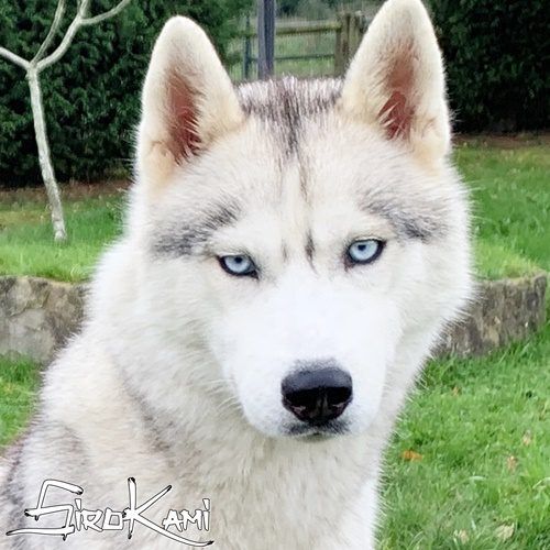 Photo of Sinaloa del Sirokami