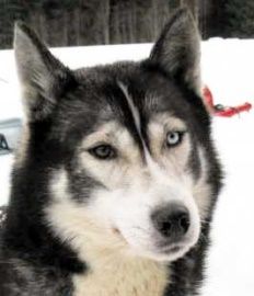 Photo of Arctic Soul Hector