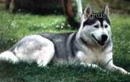 Photo of Parti Color Eyes Cora