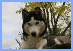 Photo of Akouny des Reves de Neige