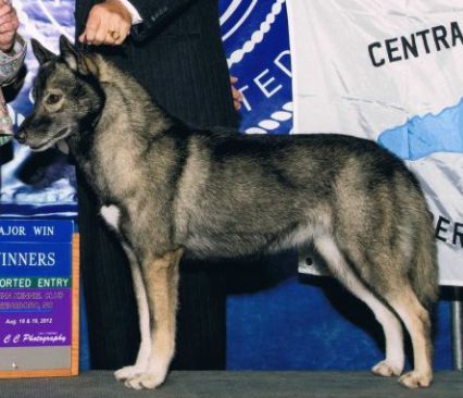 Photo of Indigo’s Identity Crisis