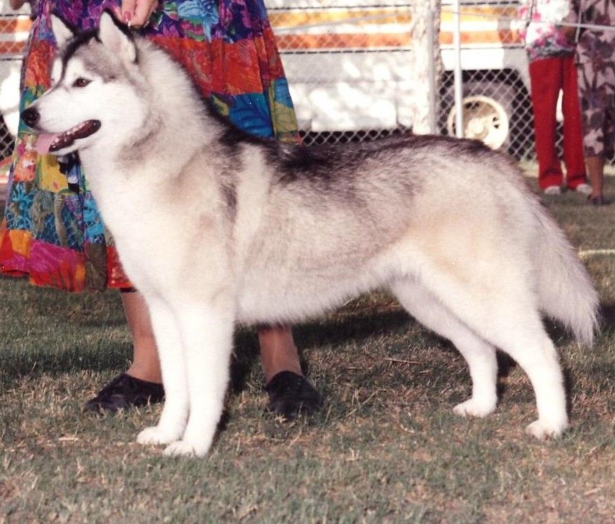 Photo of Echo Call Gypsystar Shamrock