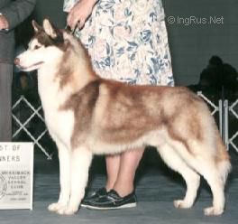 Photo of Innisfree Dubliner