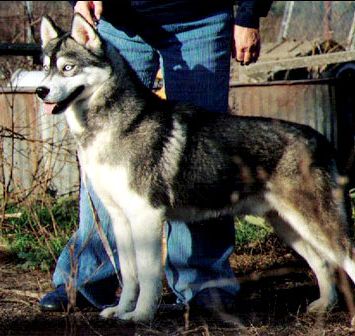 Photo of Kortar’s Sir Kollins O’Snoweyr
