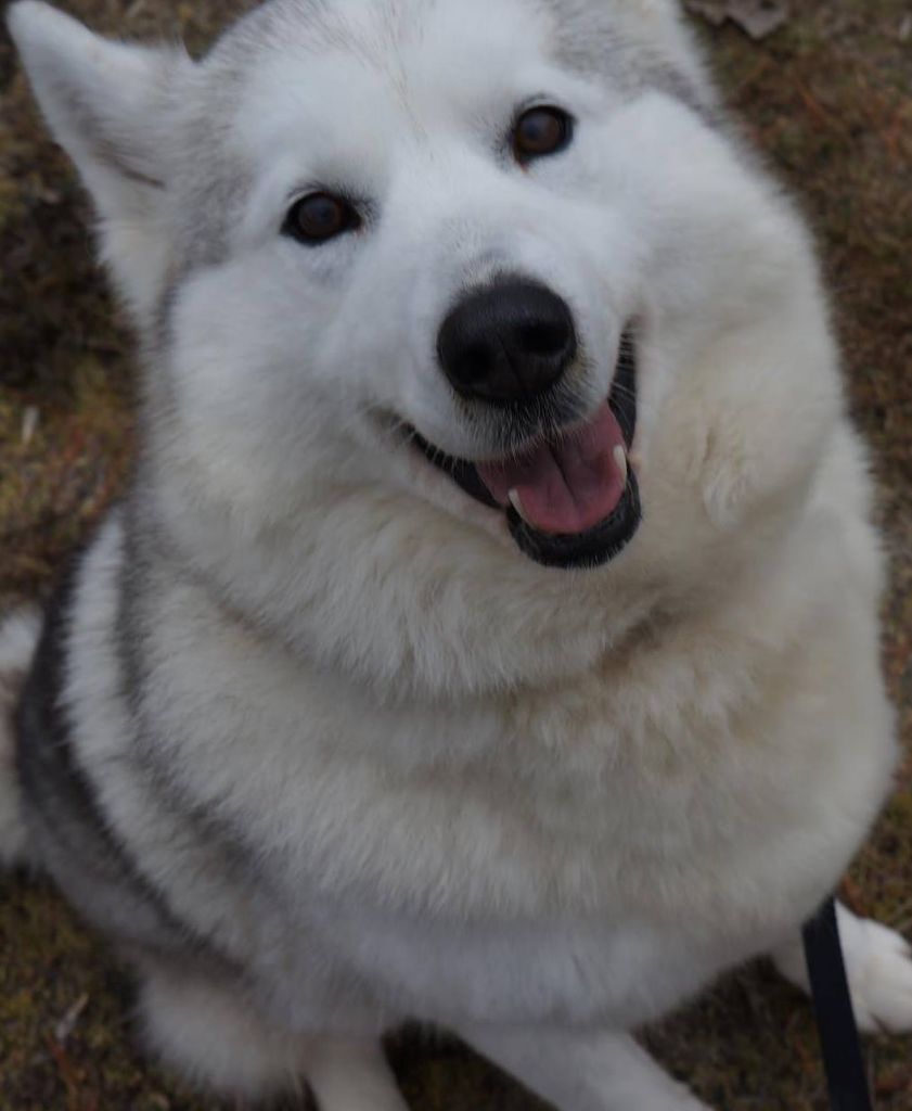 Photo of Polarstars Whispering Emma