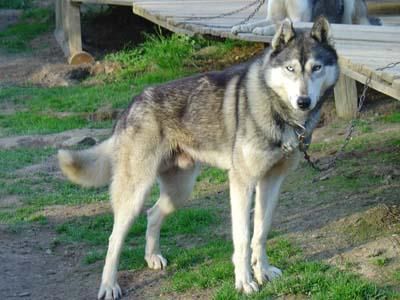 Photo of Polar Speed Dallas