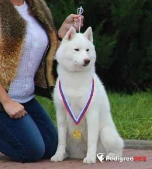 Photo of Utonchennyiy Lepestok Orhidei