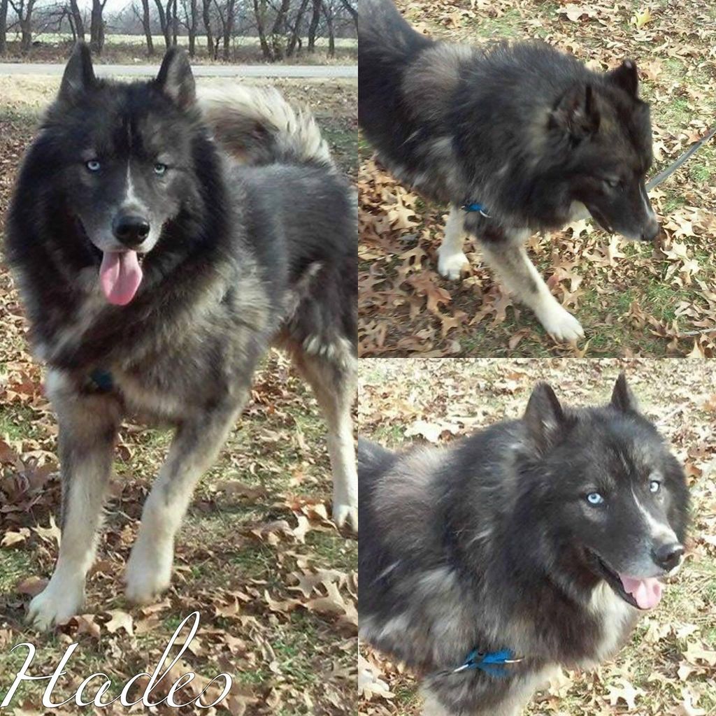 Photo of Hades Inferno Roberts