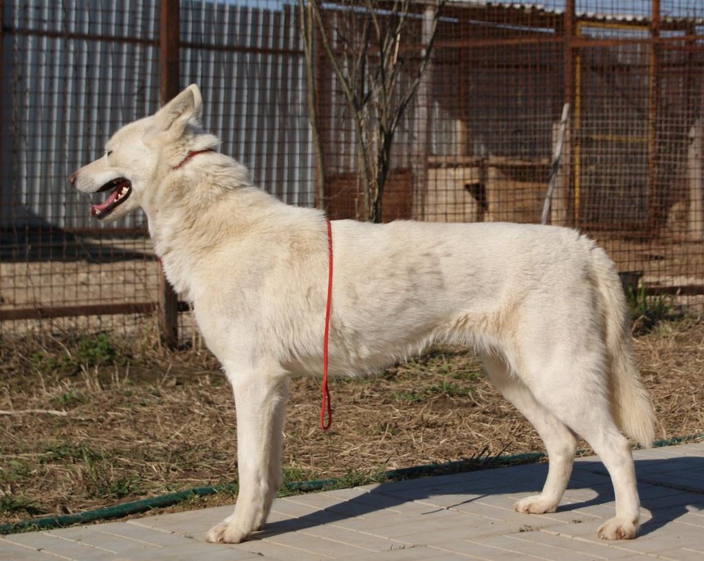 Photo of Chili Begantis Vilkas
