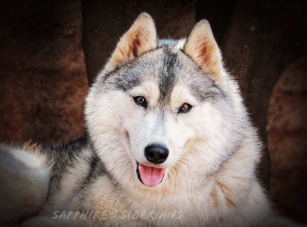 Photo of Canavan's The Desert Wolf