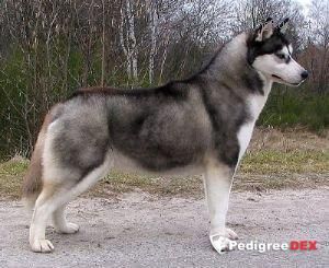 Photo of Royal Lovely Sun Eskimoski Domek
