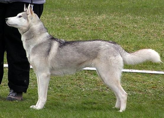 Photo of NorthWapiti’s Tazlina