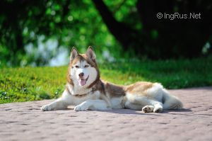 Photo of Husky Haven Andy