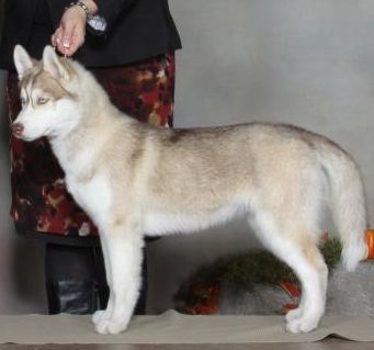 Photo of Aurorabalto’s Huntress