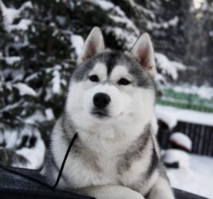 Photo of Husky Haven Mister X Limited Edition