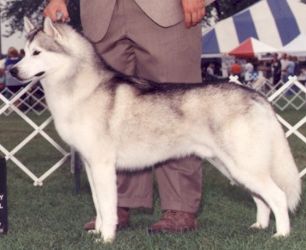 Photo of Highlander’s Thorolee Good