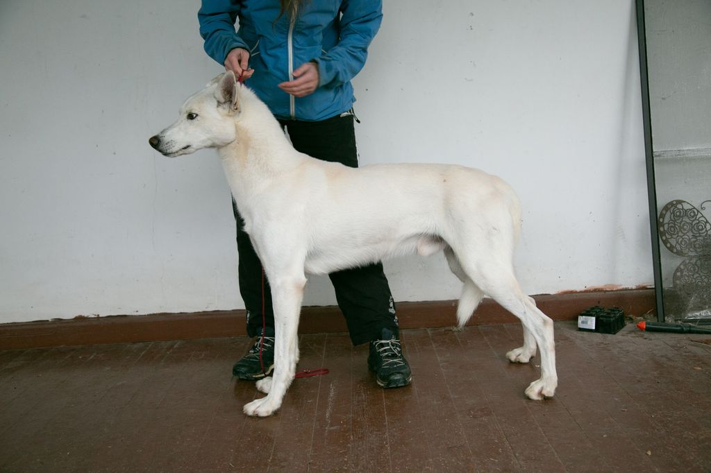 Photo of Laitkiper's Shaktoolik White