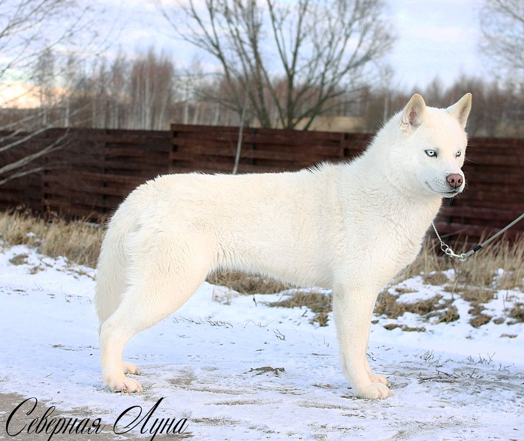 Photo of SEVERNAYA LUNA TEQUILLA