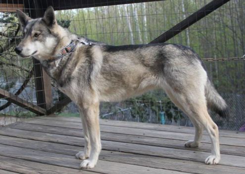 Photo of Sibersong’s Snow Queen