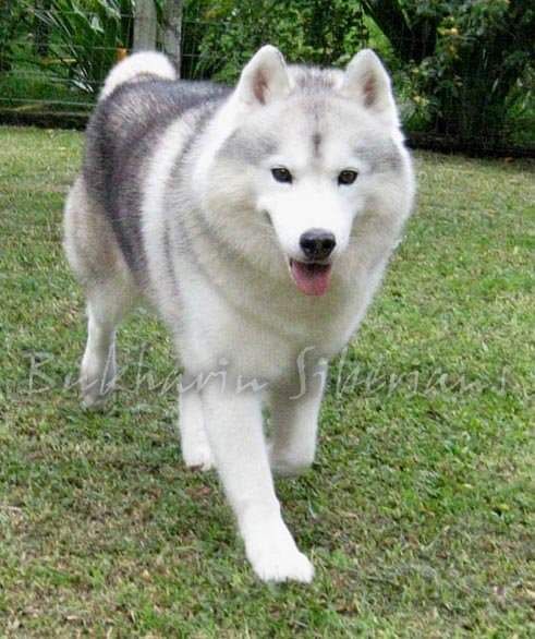 Photo of Casablanca Sweet Boy