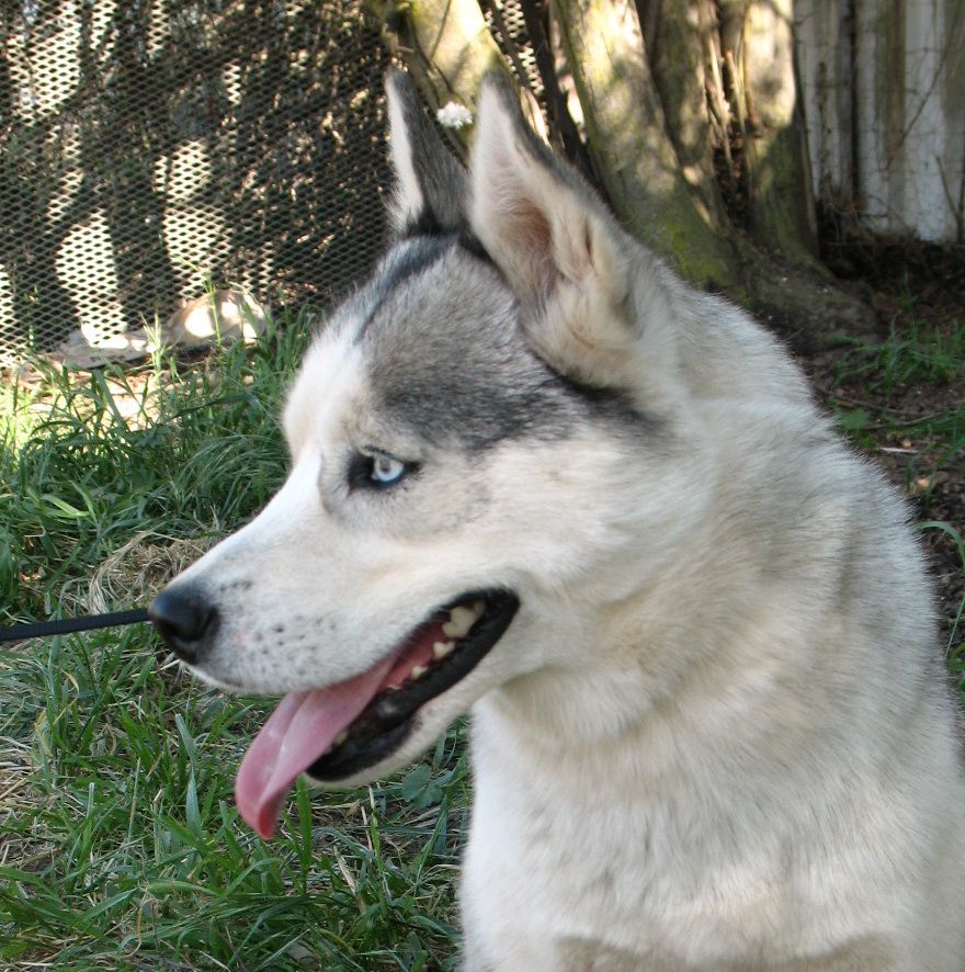 Photo of Anastasia’s Misty Dreamer