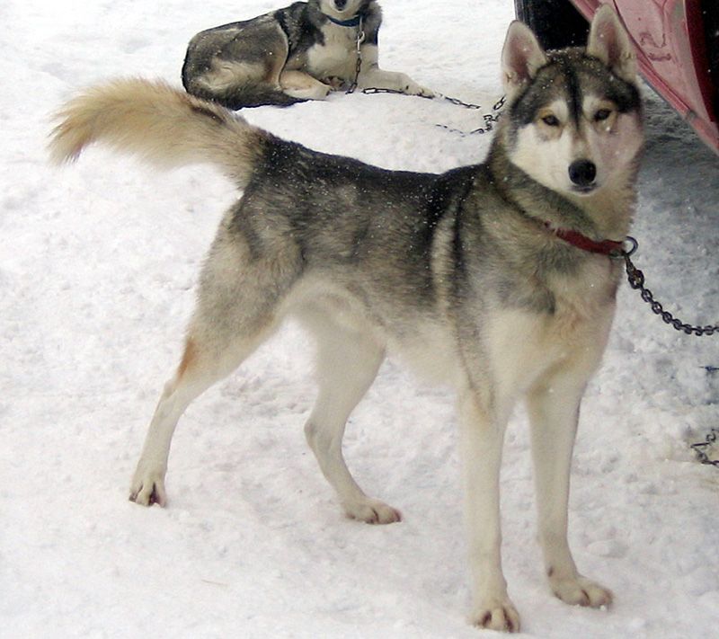 Photo of Arctic Soul Vytok