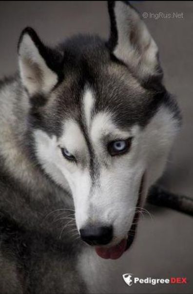 Photo of Silver Blue Battler