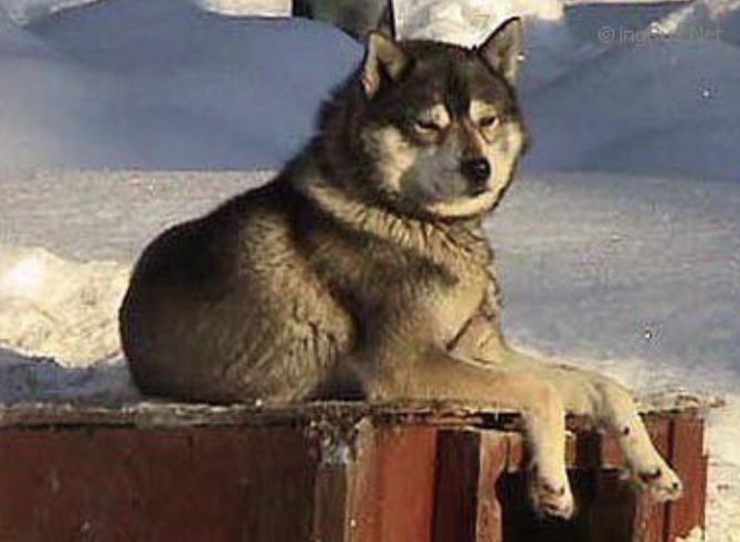 Photo of Skogasvargens Nero