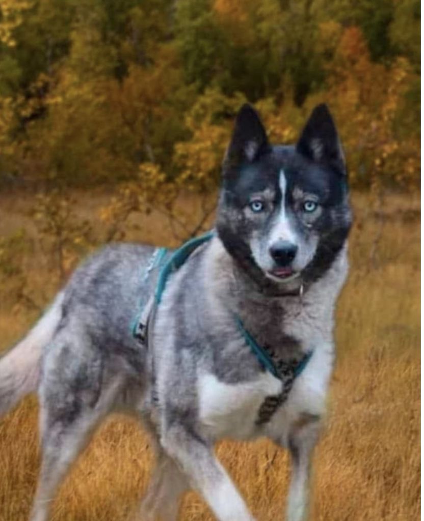 Photo of Lappland Dream Dusty