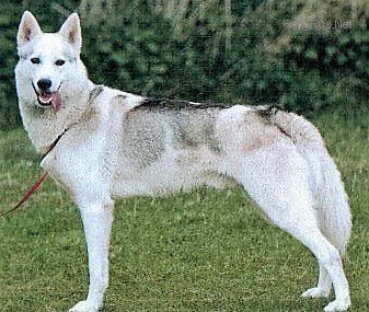 Photo of Forstal’s Zhahris