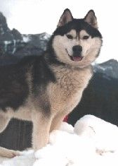 Photo of Arcticsun’s Polar Ice
