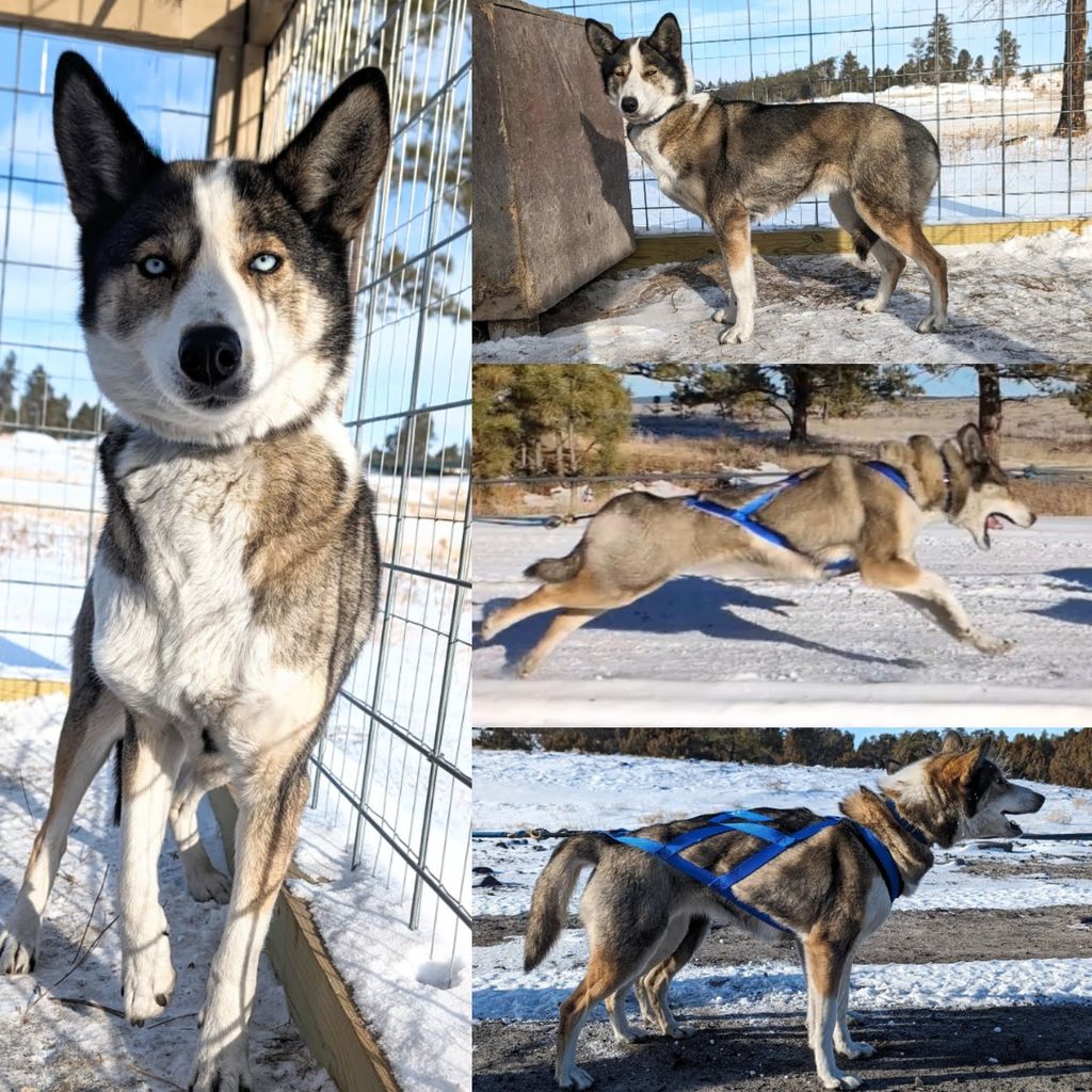 Photo of Deer Creek's Phoebe