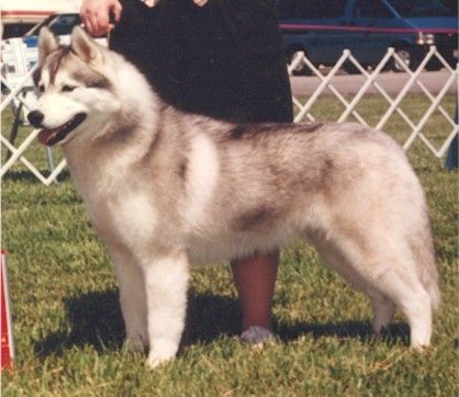 Photo of Coldspot's Nykiska's Wildheart