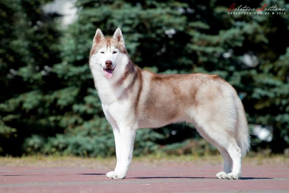 Photo of W-blaze Lancer Of Winners Valley