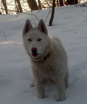 Photo of Albi Leo Haiditarod