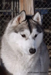 Photo of Karnovanda’s Graylynn