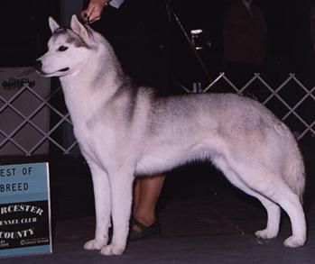 Photo of Liyaza Relentless