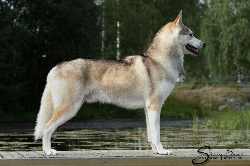 Photo of Sheza Classic Ravishing Wolf