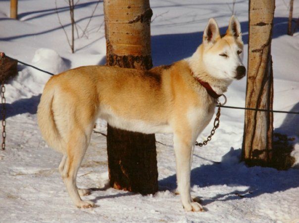 Photo of Karcajou’s Dreama Of Windigo