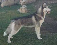 Photo of Arcticlight's Tiffany T of Foxfire